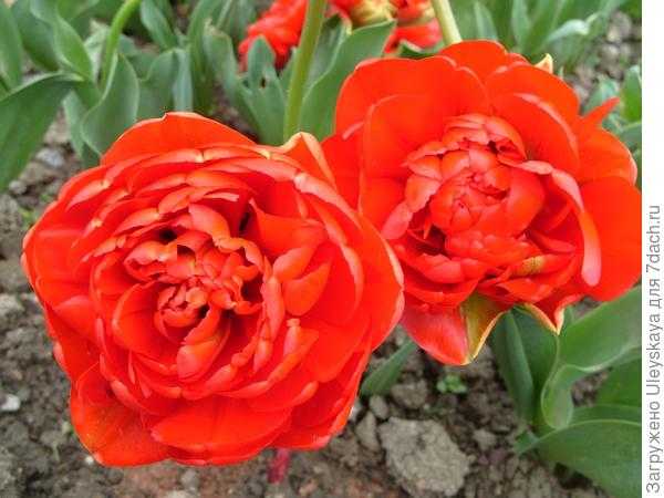 Махровые Ранние тюльпаны: 10 лучших сортов