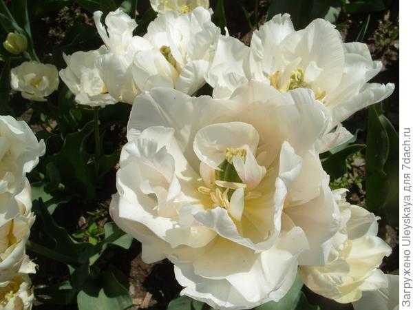 Махровые Ранние тюльпаны: 10 лучших сортов