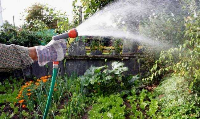 Как часто следует поливать огород