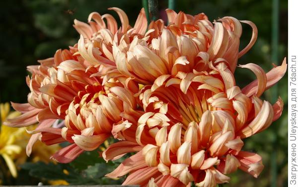 Бал хризантем-2018: новые сорта крупноцветковых хризантем. Фото