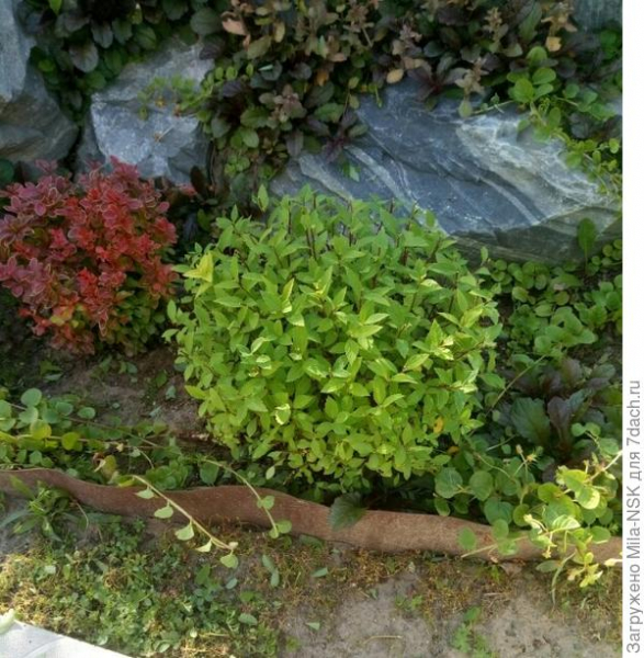 Декоративные многолетние растения в саду. На букву Р-С. Фото