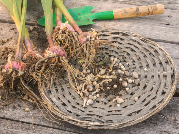 Как подготовить луковицы гладиолусов к хранению (видео)