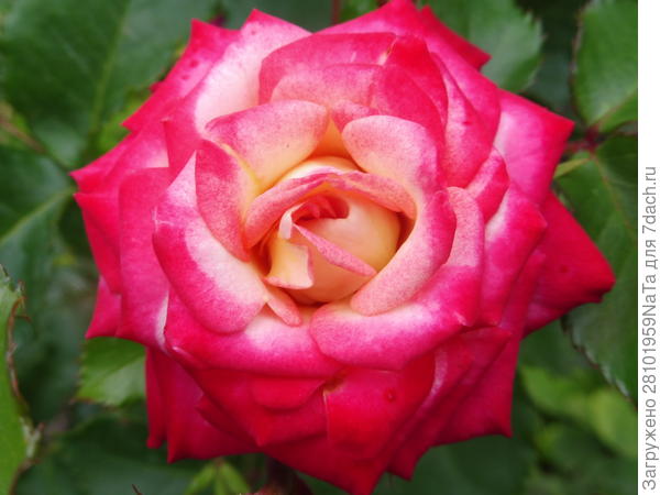Розы в цветнике и в одиночной посадке. Уход. Фото