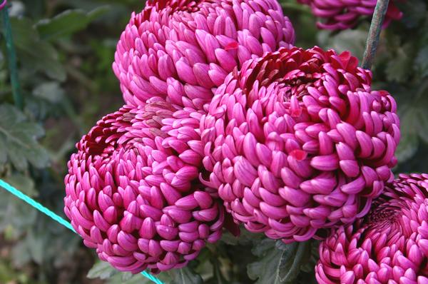 Бал хризантем-2018: новые сорта крупноцветковых хризантем. Фото