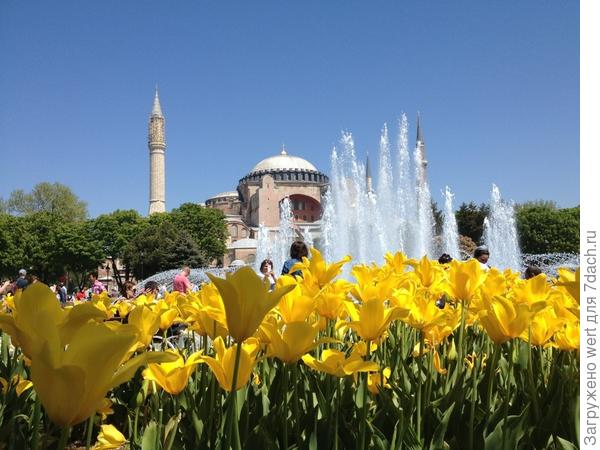 1 апреля пройдет «Фестиваль Тюльпанов» в Стамбуле