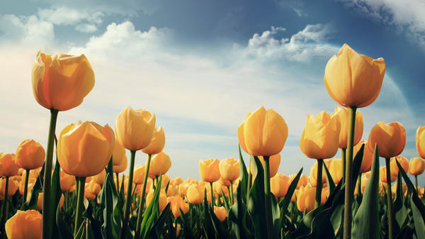 На 7 дач - выходные с тюльпанами. Порадуем себя этой короткой весенней красотой!