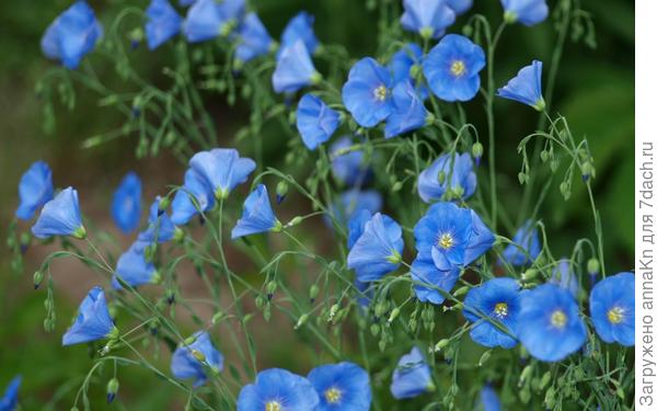 20 голубых цветов для вашего сада