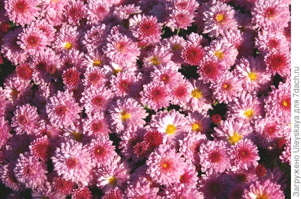 Бал хризантем-2018: зарубежные мелкоцветковые сорта. Фото