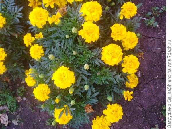 Цветник возле дома: неприхотливые цветы для затененного места. Фотографии