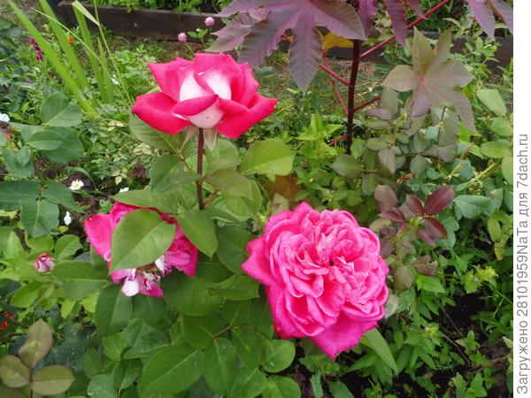 Розы в цветнике и в одиночной посадке. Уход. Фото
