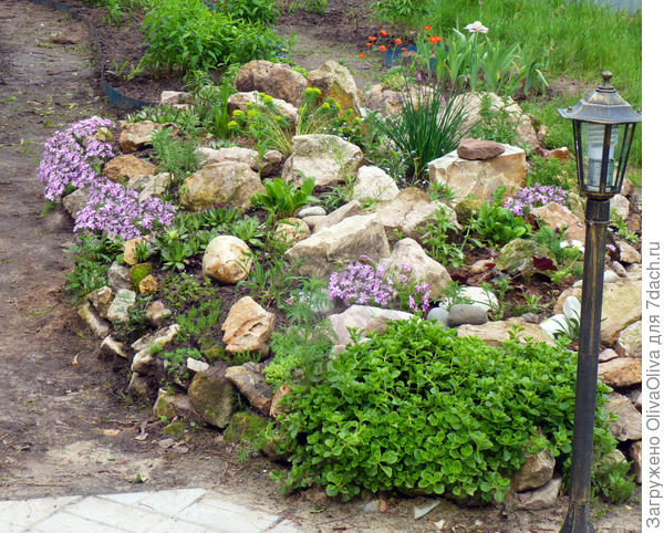 Флокс шиловидный «Дюймовочка» - яркое и пышное украшение сада!