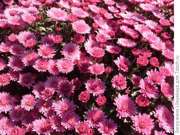 Розовые, сиреневые, лиловые мелкоцветковые хризантемы осеннего бала Никитского ботанического сада, часть 2