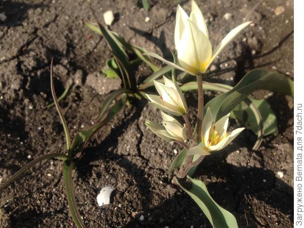 Цветы марта. Ботанические тюльпаны и ... прочие луковичные