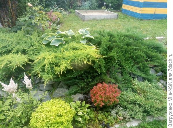 Декоративные многолетние растения в саду. На буквы Л-Н. Описание, характеристики, фотографии