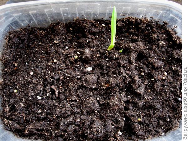 Выращивание рассады гладиолусов