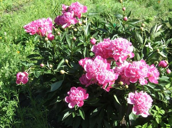 Цветы моего сада. В преддверии лета вспоминаю пролетевший май