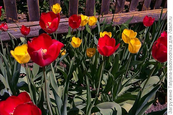 Тюльпаны и нарциссы - красивые цветы с мифическими именами