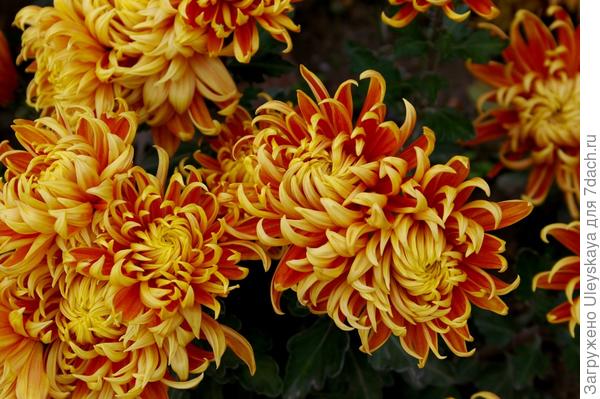 Бал хризантем - 2017: бордюрные и низкие хризантемы, фото