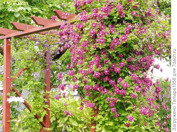 Клематис 'Пурпуреа Плена Элеганс': описание и характеристики сорта, посадка и уход. Фотографии цветения и размещения в саду