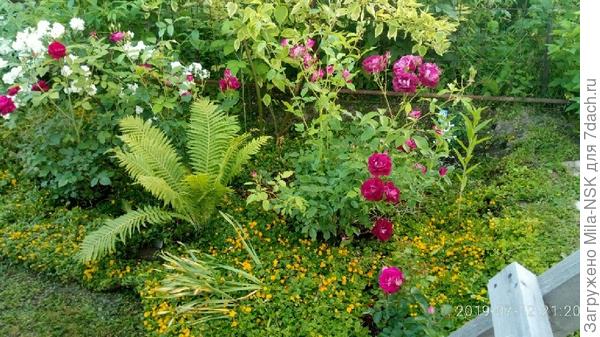 Декоративные многолетние растения в саду. На буквы О-П. Описание, характеристики, фотографии