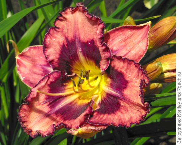 Лилии и лилейники: цветение, описание сортов. Фото