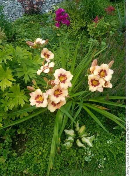 Лилейники в сибирском саду. Цветение. Фото сортов