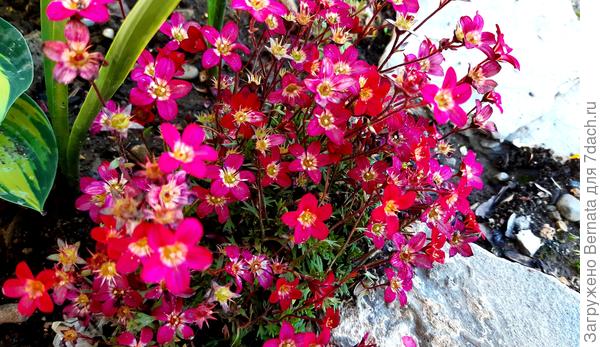 Яркие акценты в южном саду. Растения с ярким окрасом. Фото