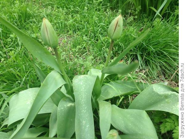 Цветы марта. Ботанические тюльпаны и ... прочие луковичные
