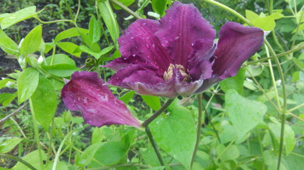 Причуды природы: необычный цветок клематиса