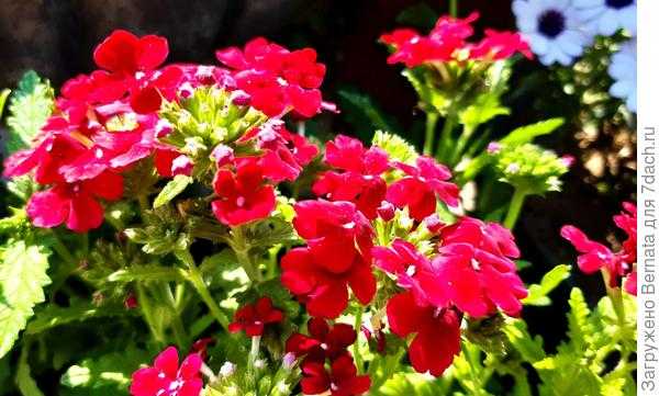 Яркие акценты в южном саду. Растения с ярким окрасом. Фото