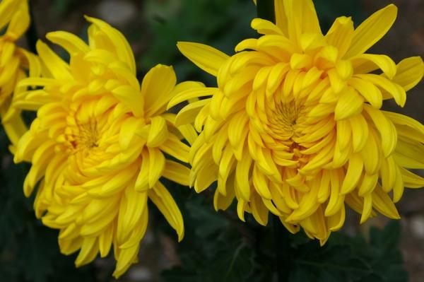 Дендрантема садовая: крупноцветковые сорта иностранной селекции, фото
