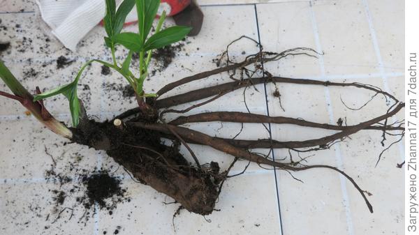 Корнерост. Обработка корней пиона при пересадке в грунт. Знаете, он работает!!!