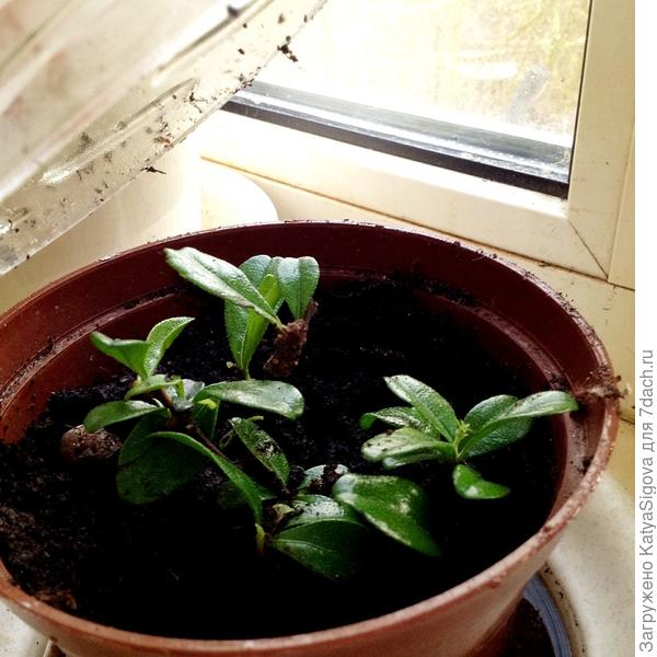 Комнатные растения: виды и уход - личный опыт выращивания комнатных растений