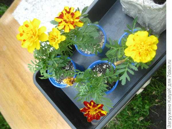 Бархатцы отклоненные Фламенко - рассадка по местам и первые цветы