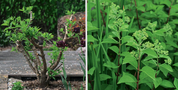 Гортензия метельчатая в саду: эффектные сорта и уход в течение года
