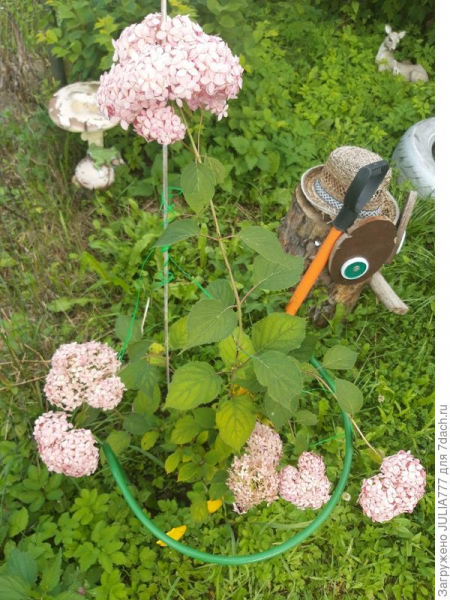 Гортензия древовидная Инвизибл (Инвинсибелль) - выращивание, уход, подкормки. Фотографии