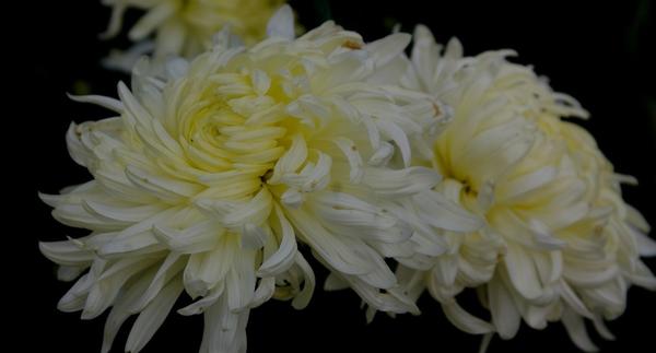 Дендрантема садовая: крупноцветковые сорта иностранной селекции, фото