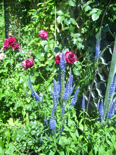 Голубые и синие цветы в саду