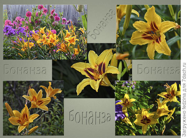'Бонанза' - цветок интеллигентного лентяя