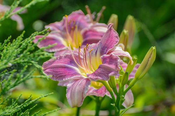 Повторное цветение: какие растения цветут повторно и как им помочь