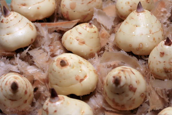 Размножение гладиолусов детками: хранение и посадка луковиц