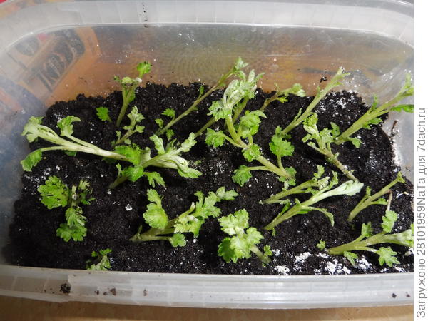 Как я размножаю хризантемы укоренением с помощью удобрения "Крепыш". Фото