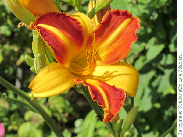 Лилейник - цветок интеллигентного лентяя