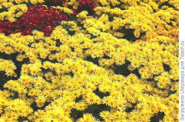 Бал хризантем-2018: никитские мелкоцветковые сорта. Фото
