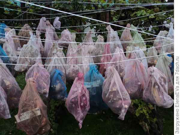 Гладиолусы: опыт выращивания из клубнепочек (детками). Фото