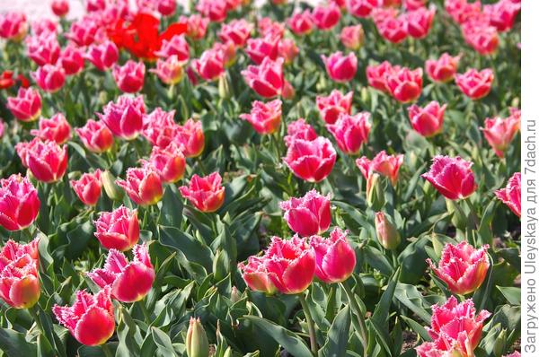 Парад тюльпанов — 2019 в Никитском ботаническом саду. Фото