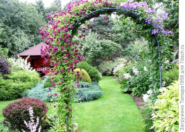 Клематис 'Пурпуреа Плена Элеганс': описание и характеристики сорта, посадка и уход. Фотографии цветения и размещения в саду