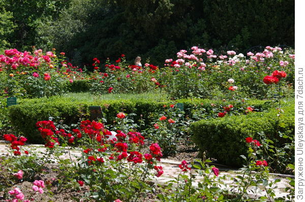 Современные садовые розы