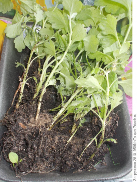 Как я размножаю хризантемы укоренением с помощью удобрения "Крепыш". Фото