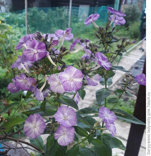 Первая новинка в цветочной коллекции - флокс Freckle Purple Shades. Фото